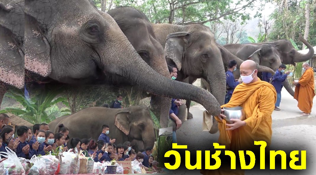 #วันช้างไทย ช้างใช้งวงหิ้วถุงอาหารถวายพระทำบุญวันช้างไทยก่อนกินอาหารบนโตกใบใหญ่อย่างมีความสุข 