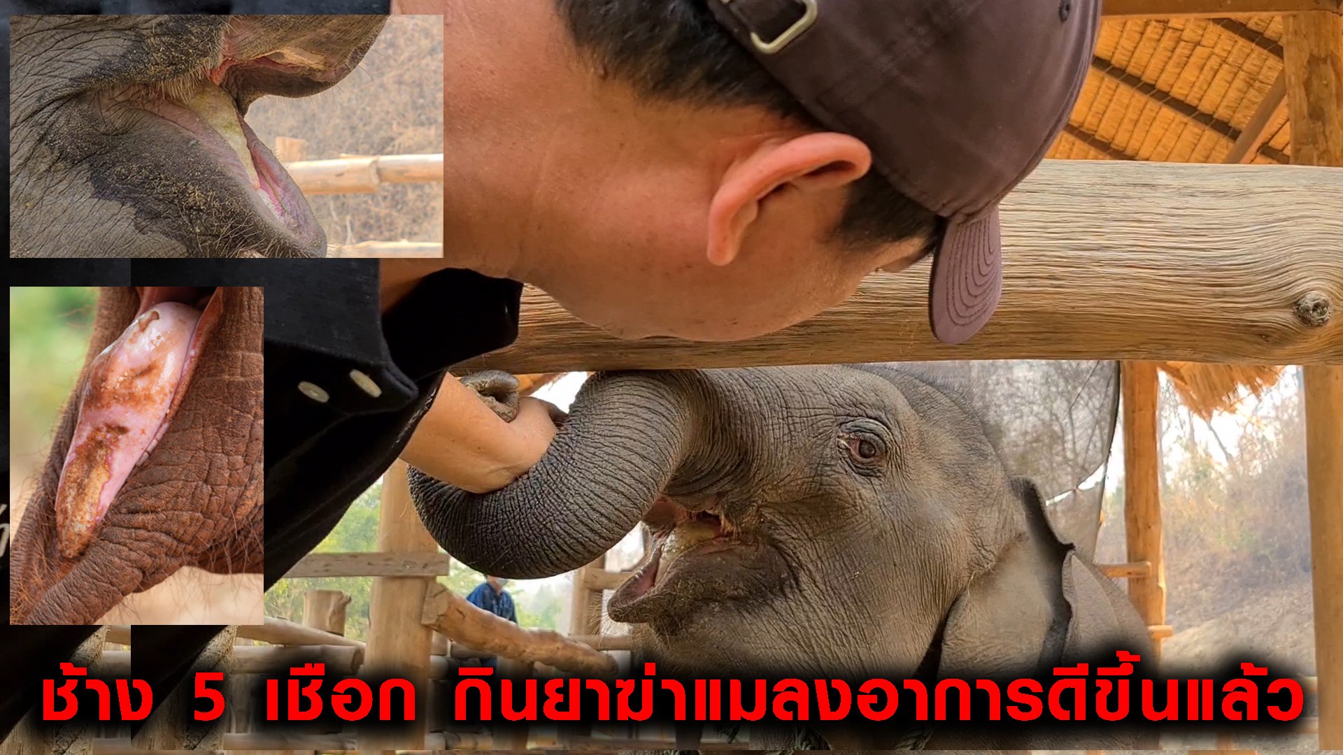 ช้าง5เชือกกินยาฆ่าแมลงที่อ.อมก๋อยจนได้รับบาดเจ็บถูกส่งตัวรักษาที่ ศูนย์อนุรักษ์ช้างไทยล่าสุดอาการดีขึ้นตามลำดับ