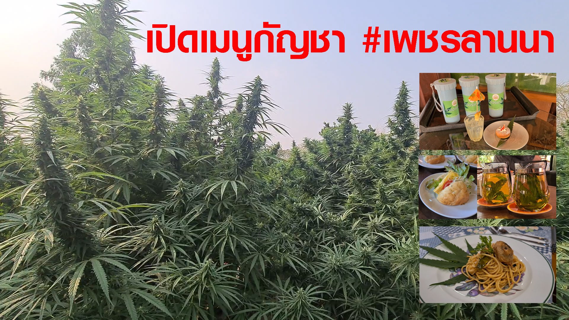 กรุ๊ปไหนกรุ๊ปนั้นรับรองคึกคัก #วิสาหกิจฯเพชรลานนา เปิดฟาร์มรับกรุ๊ปทัวร์ท่องเที่ยวเชิงวิชาการเรื่องกัญชา พร้อมเสริฟเมนูเด็ด ทั้งของคาว-ของหวาน ด้วยนักโภชนาการ