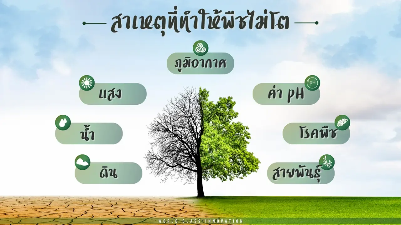 สาเหตุที่ทำให้พืชไม่โต ดิน น้ำ แสง ภูมิอากาศ ค่าPH โรคพืช สายพันธุ์