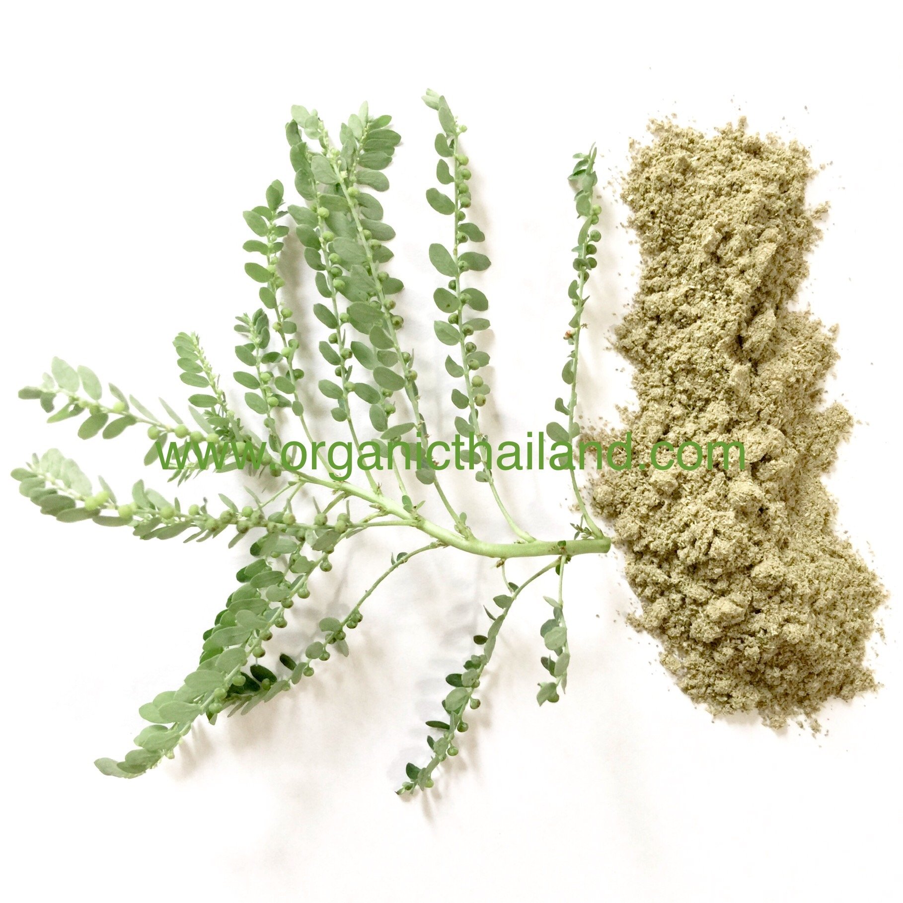 Phyllanthus Niruri Powder 1kg