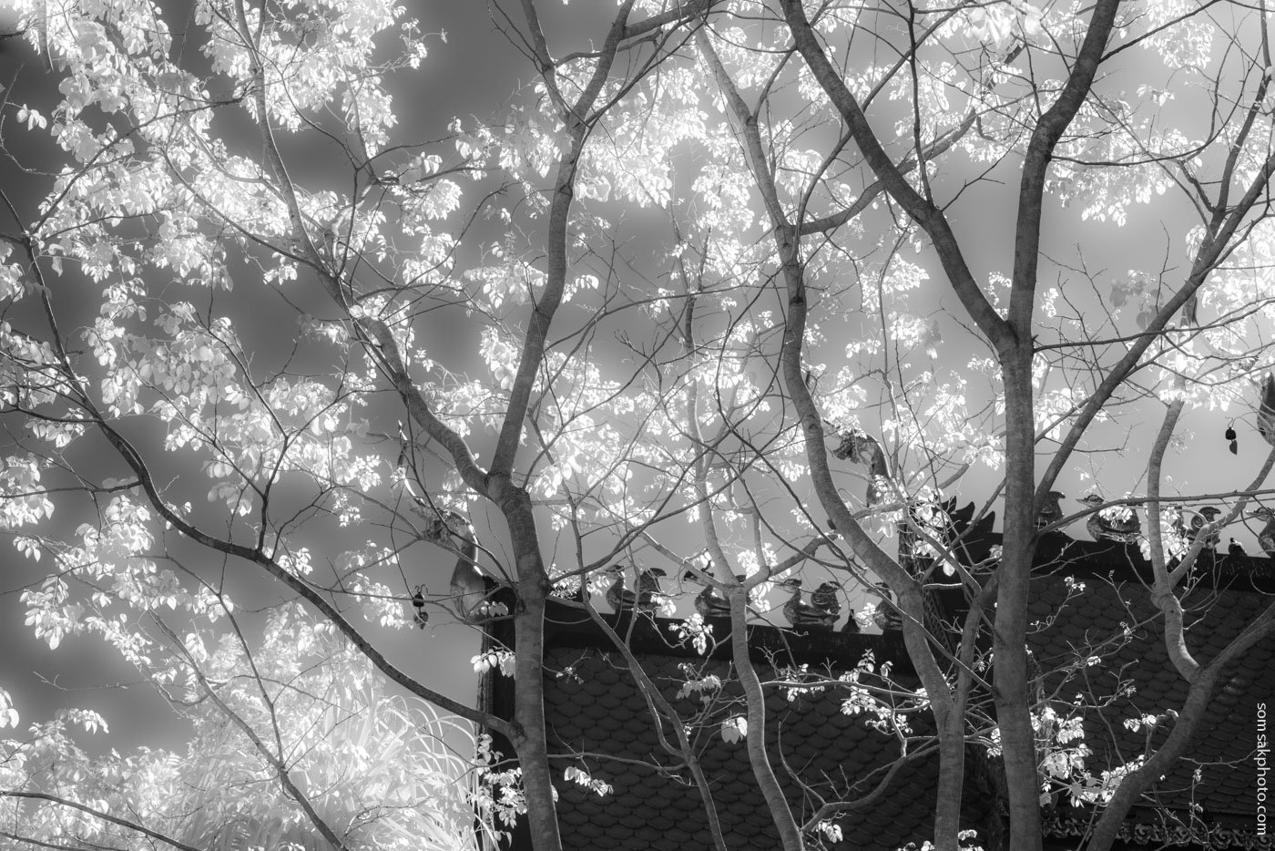 ไหนๆ ขึ้นเหนือแล้ว ต้องแวะเชียงรายชมความงามต่อ...  #infrared #blackandwhite