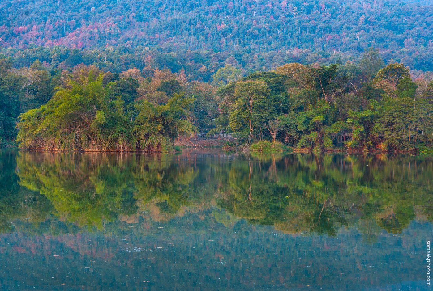 ใบไม้เปลี่ยนสี .... ณ อ่างแก้ว เชียงใหม่  #เชียงใหม่ #อ่างแก้ว #sonyA7RIII