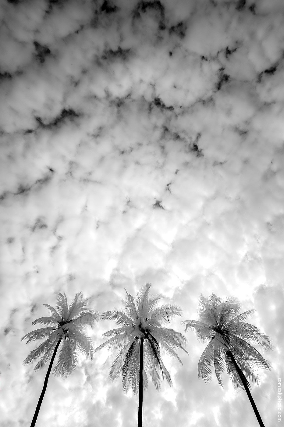 มะพร้าวล่องฟ้า  #infrared #digital