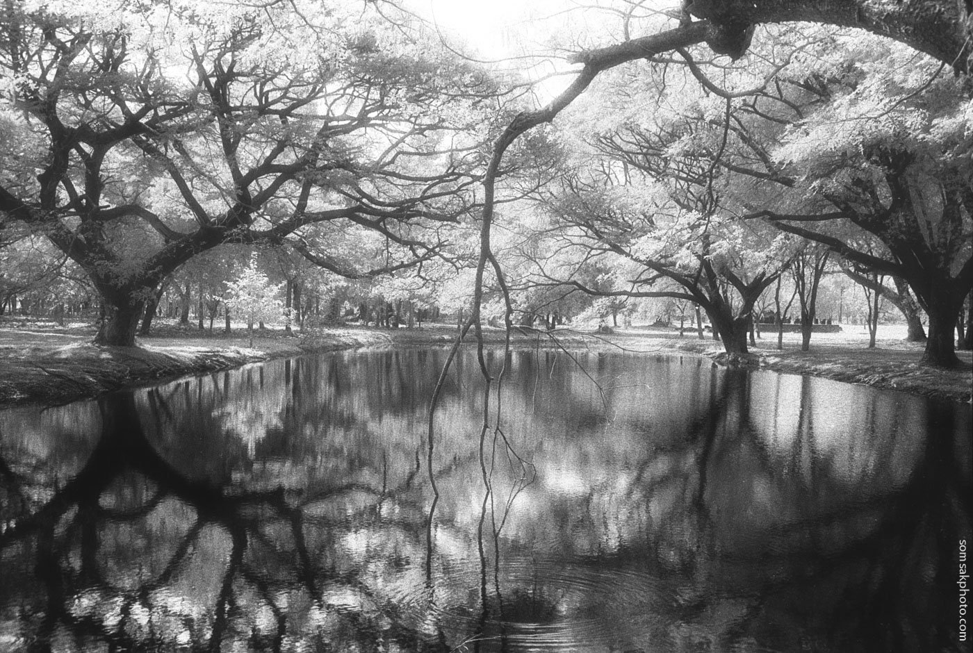 เย็นกาย เย็นใจ สุขสันต์วันสงกรานต์  ๑๓ เมษายน ๒๕๖๒  #สุโขทัย #infrared #film