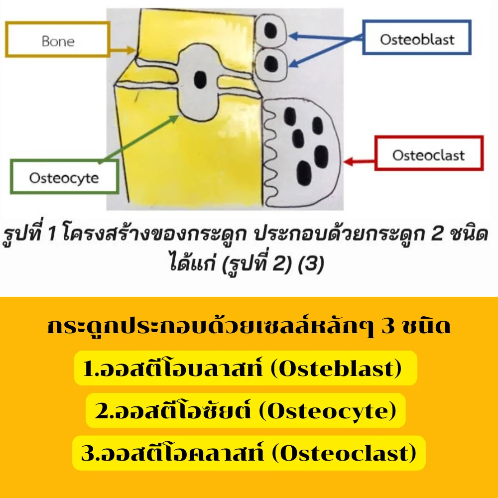 รูปส่วนประกอบของกระดูก