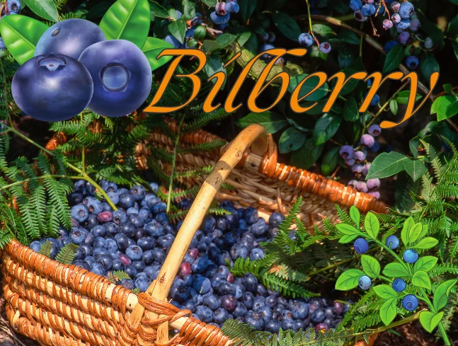 bilberry ประโยชน์