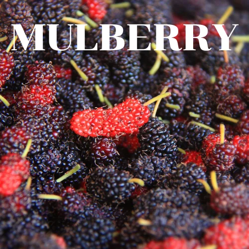 MULBERRY