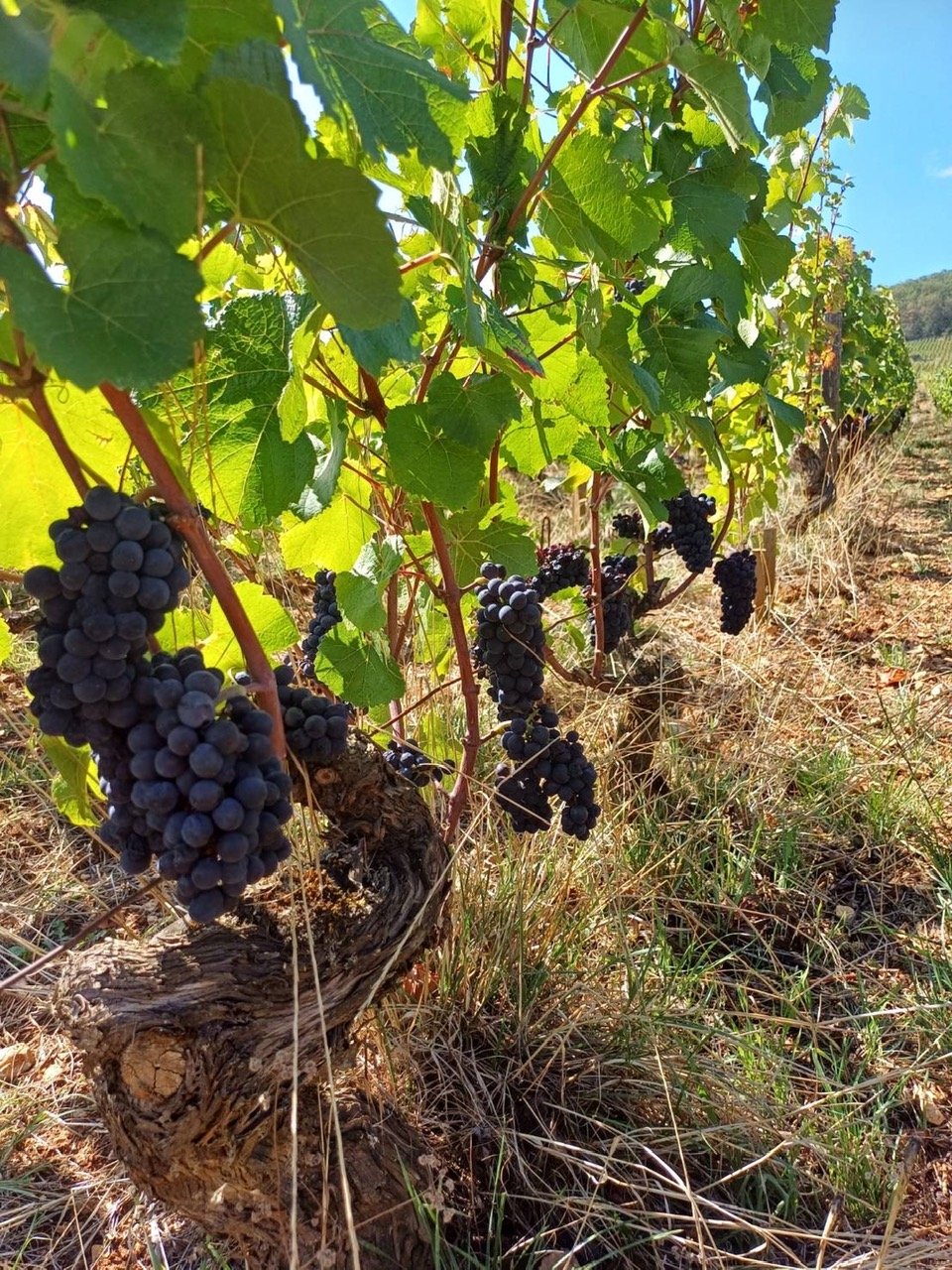 Harvest 2023 Domaine BRUNO CLAIR