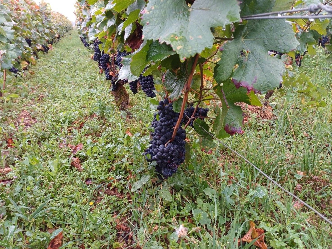 Harvest 2023 Domaine LAURENT ROUMIER