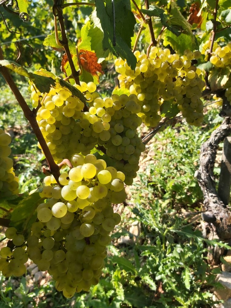 Harvest 2024 Domaine LEFLAIVE