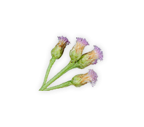 ต้นขลู่-สมุนไพรแก้ริดสีดวง