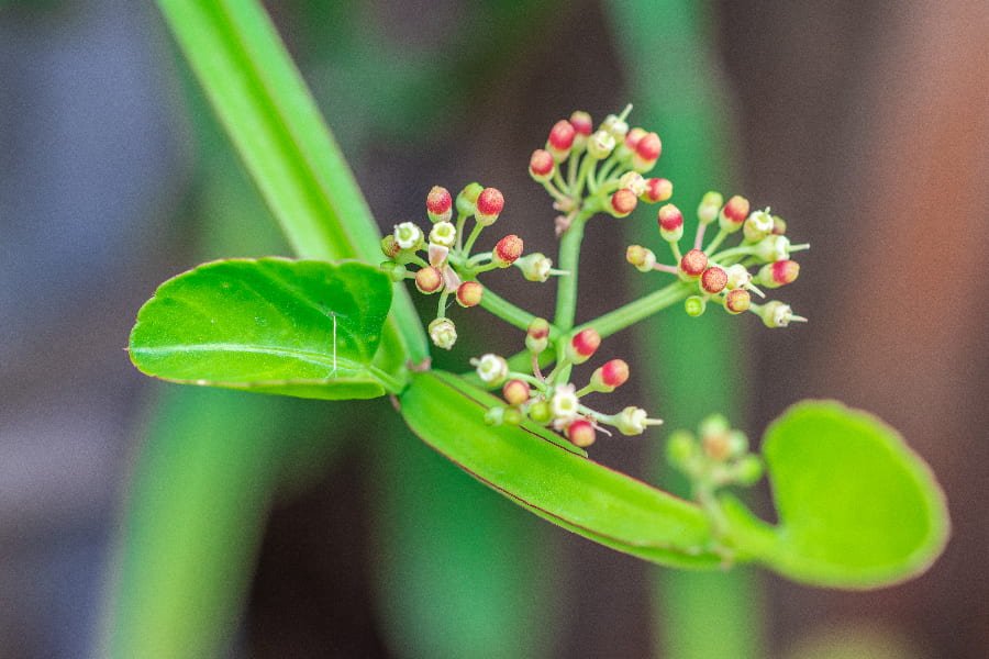 เพชรสังฆาต สมุนไพรรักษาริดสีดวง