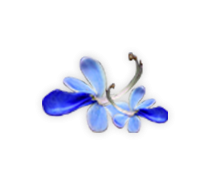 อัคคีทวาร-สมุนไพรริดสีดวง