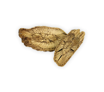 เถาสะท้าน-สมุนไพรแก้ริดสีดวง