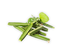 สมุนไพรเพชรสังฆาตรักษาริดสีดวง