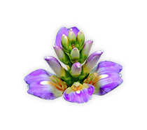 เหงือกปลาหมอ-สมุนไพรริดสีดวง