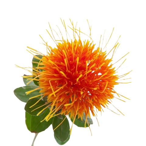 benefits of safflower