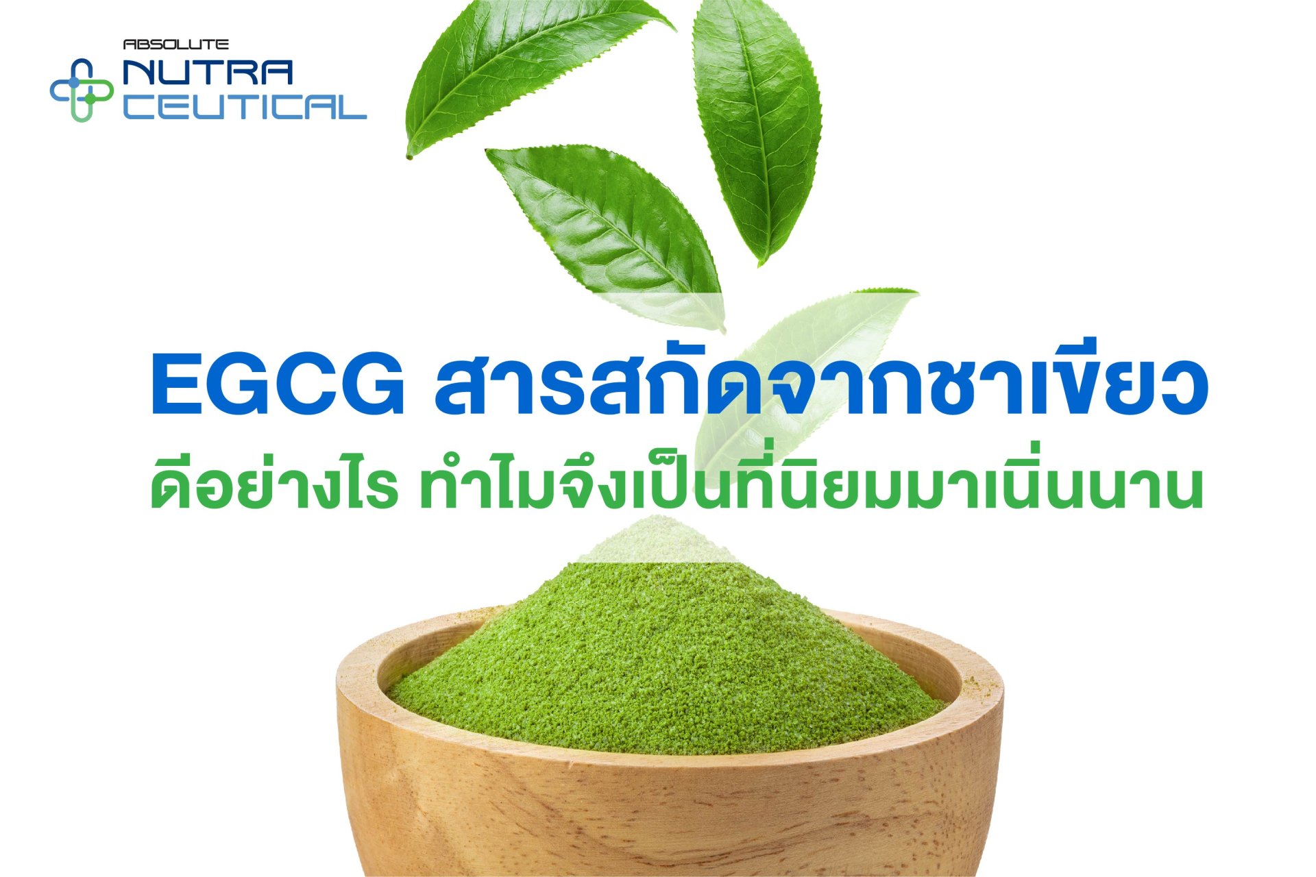 EGCG   สารสกัดจากชาเขียว ดีอย่างไร    ทำไมจึงเป็นที่นิยมมาเนิ่นนาน 