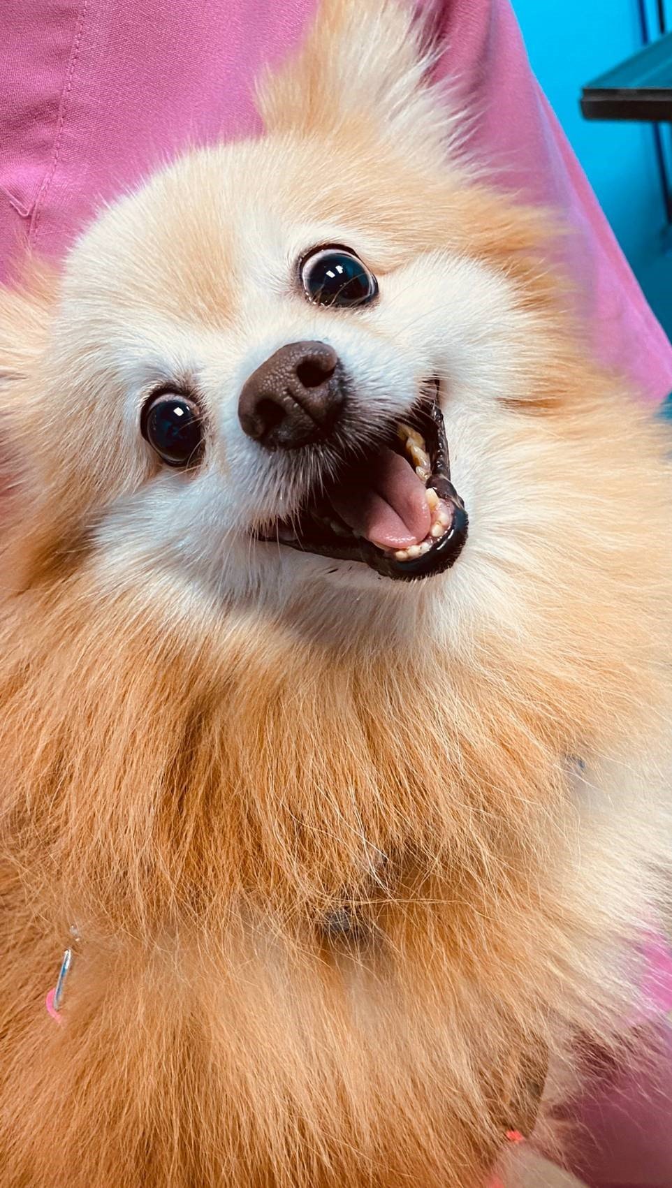 เห็บ พาหะนำโรคพยาธิเม็ดเลือด ร้ายกว่าที่คิด เห็บ พาหะนำโรคพยาธิเม็ดเลือด ร้ายกว่าที่คิด