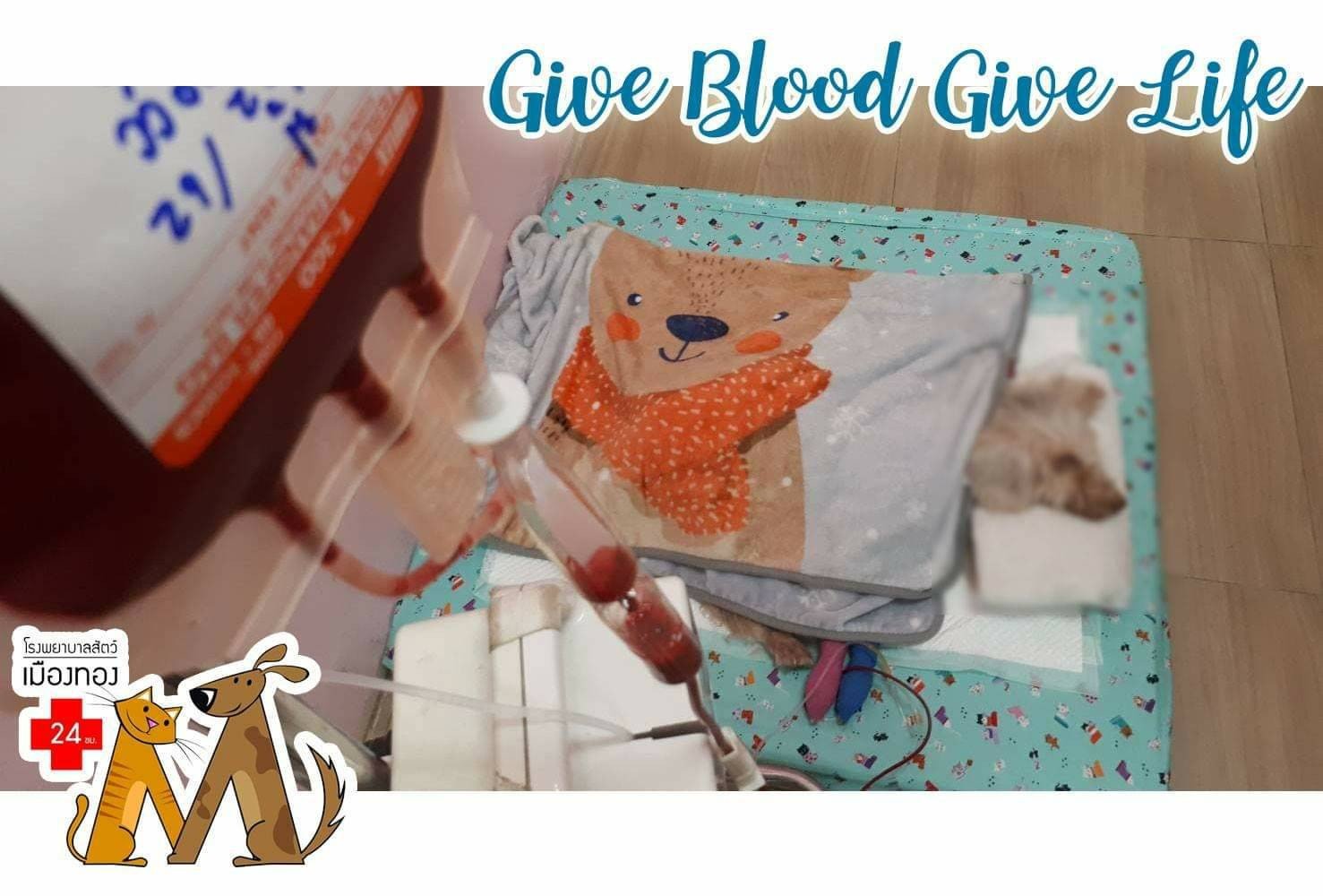 GIVE BLOOD GIVE LIFE ให้เลือดให้ชีวิต