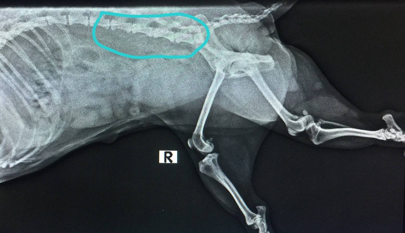 ภาวะหมอนรองกระดูกทับเส้นประสาท (IVDD : intervertebral disc disease)