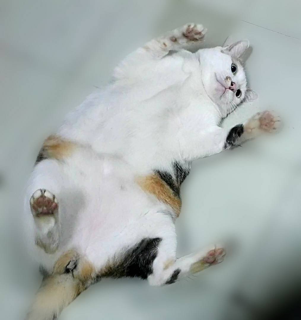 แมวอ้วน ปัญหาใหญ่กว่าที่คิด