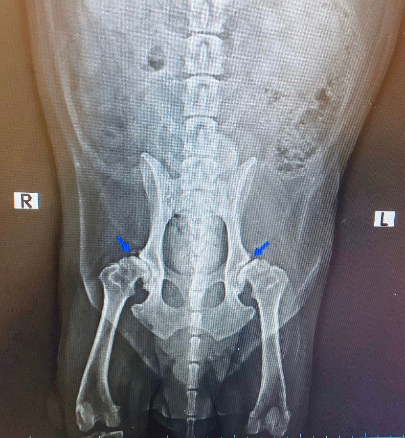 โรคข้อสะโพกเสื่อม (Hip dysplasia) ภัยเงียบใกล้ตัวสุนัข