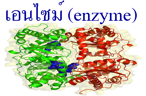  Enzyme