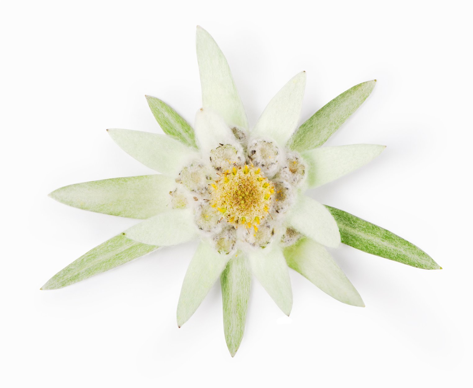Edelweiss Organic Active