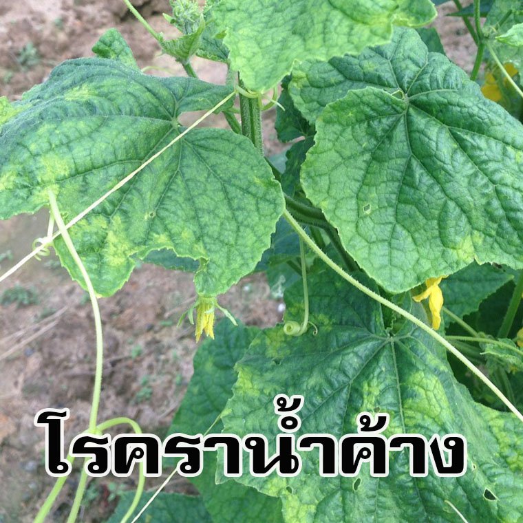 โรคราน้ำค้าง  (Downy  Mildew)