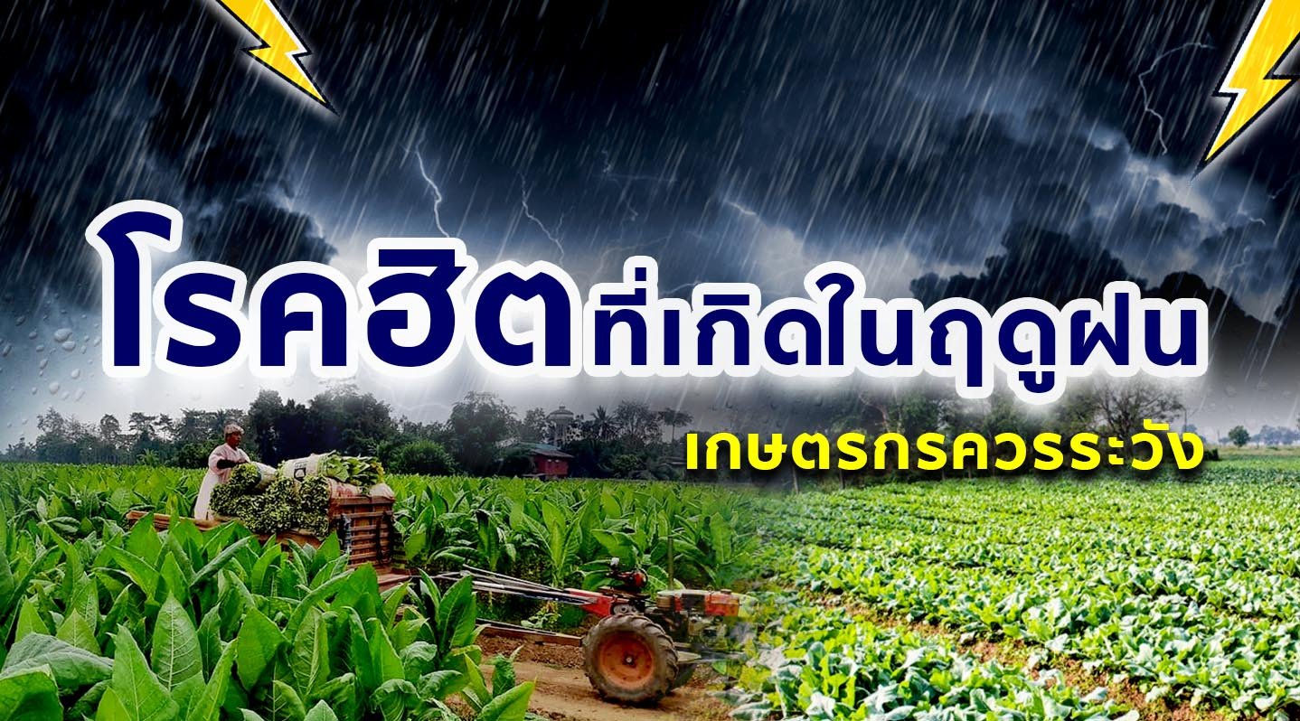 5 โรคฮิต ที่เกิดในฤดูฝน ที่เกษตรกรควรระวัง