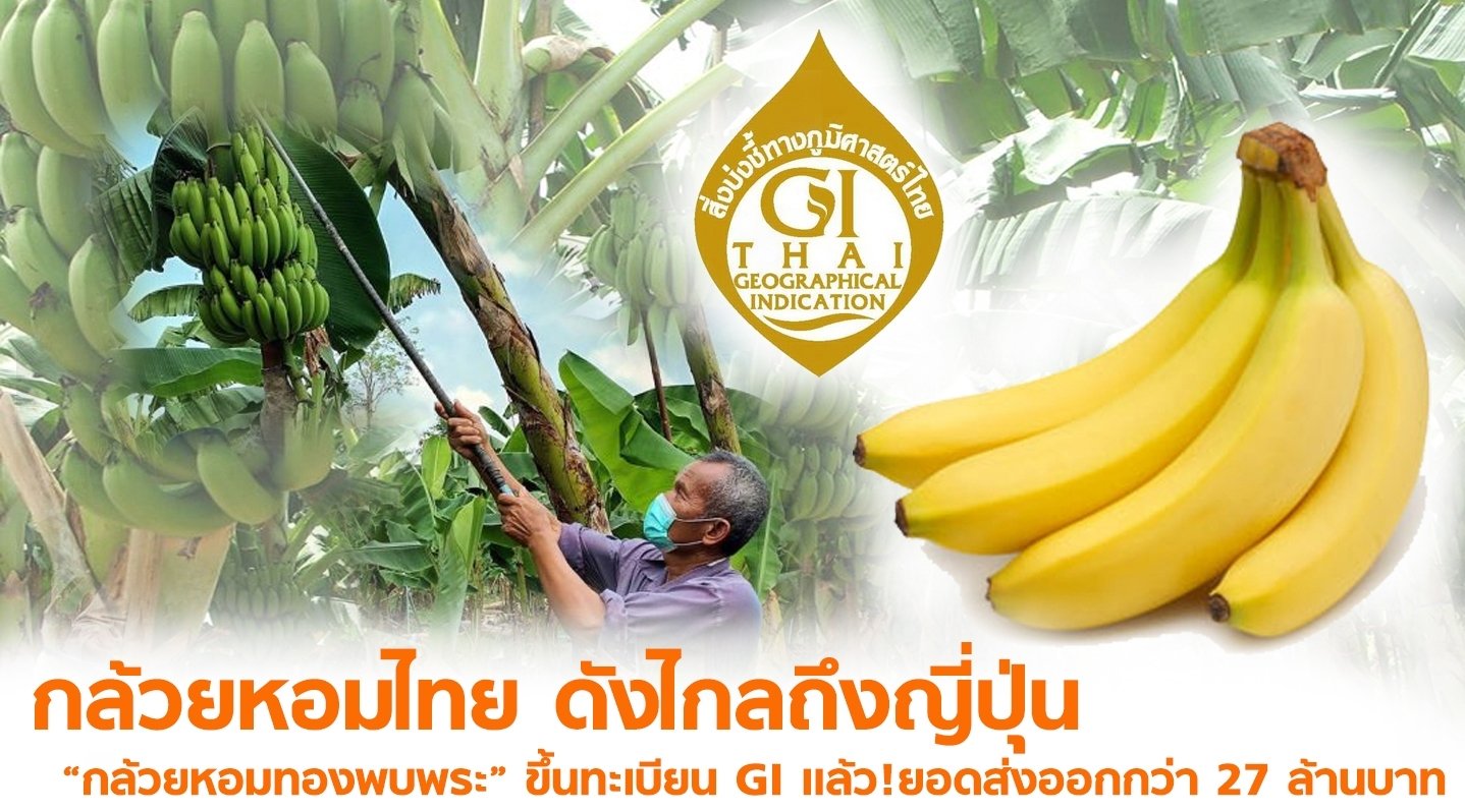 กล้วยหอมทอง ขึ้นทะเบียน GI  สินค้าไทยดังไกลถึงญี่ปุ่น(copy)