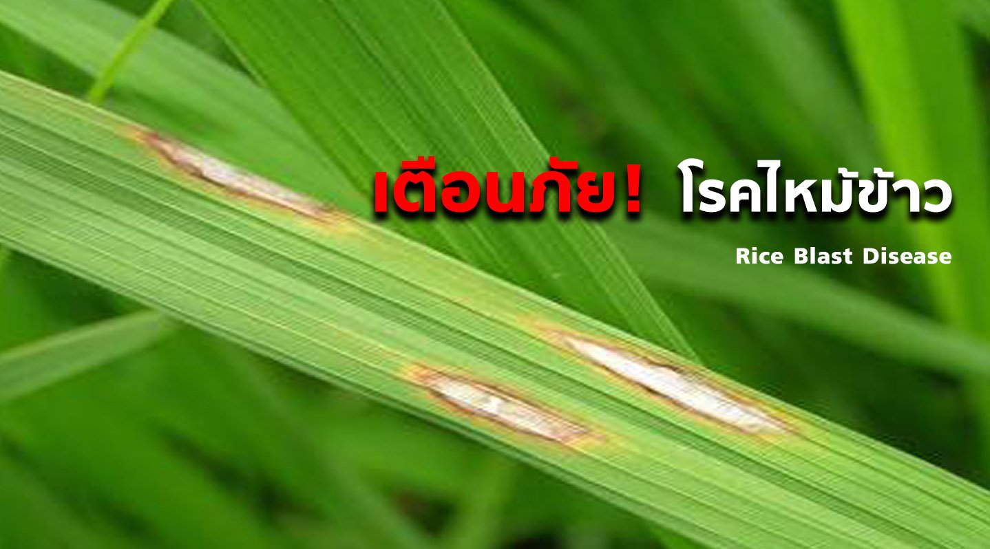 เตือนภัย!! โรคไหม้ (Rice Blast Disease)