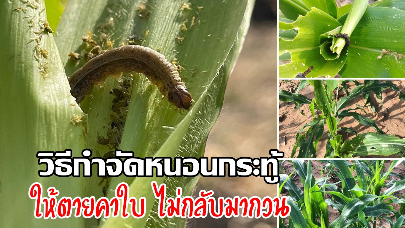 วิธีกำจัดหนอนกระทู้ในข้าวโพดให้ตายคาใบ