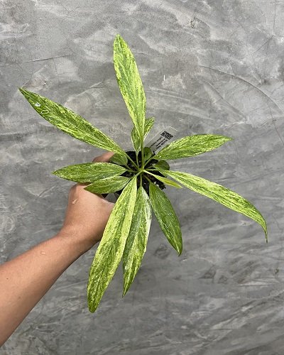 Anthurium vittarifolium variegated