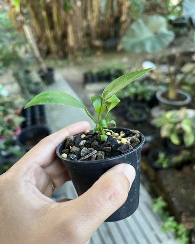 Anthurium wendlingeri (Jay Vannini Clone)