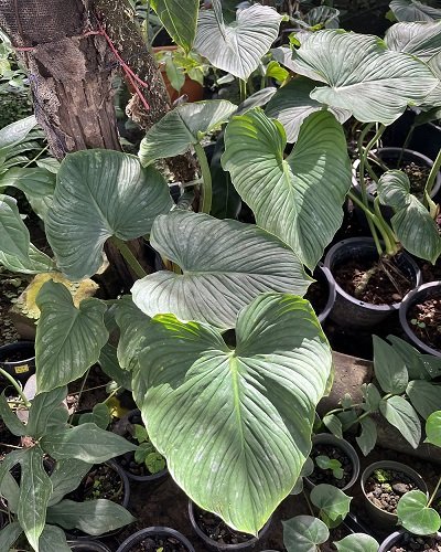 Philodendron mamei Size XL