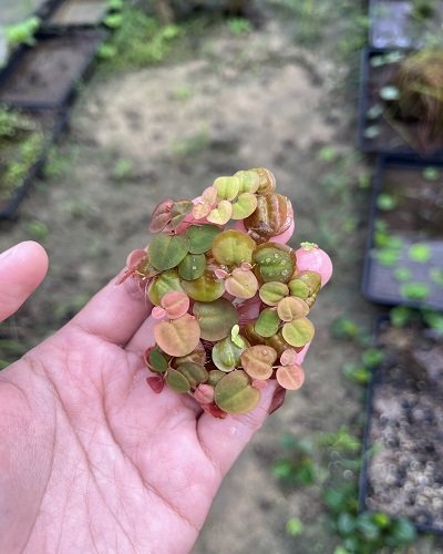 Phyllanthus fluitans (red root floater) or จอกแดงญี่ปุ่น