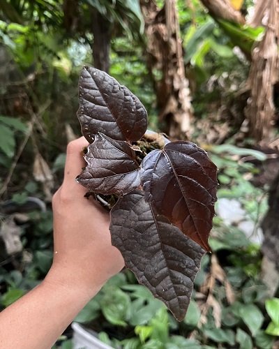 Pterisanthes sp. from Malaysia