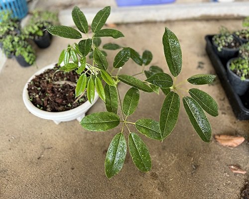 Schefflera poomae from Tak Province