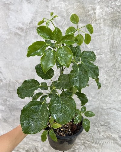 Schefflera sp. from Myanmar
