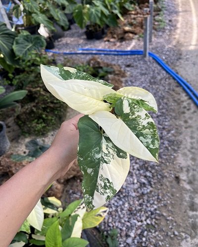 Syngonium yellow variegated