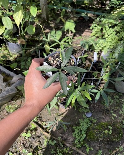 Typhonium bognerianum