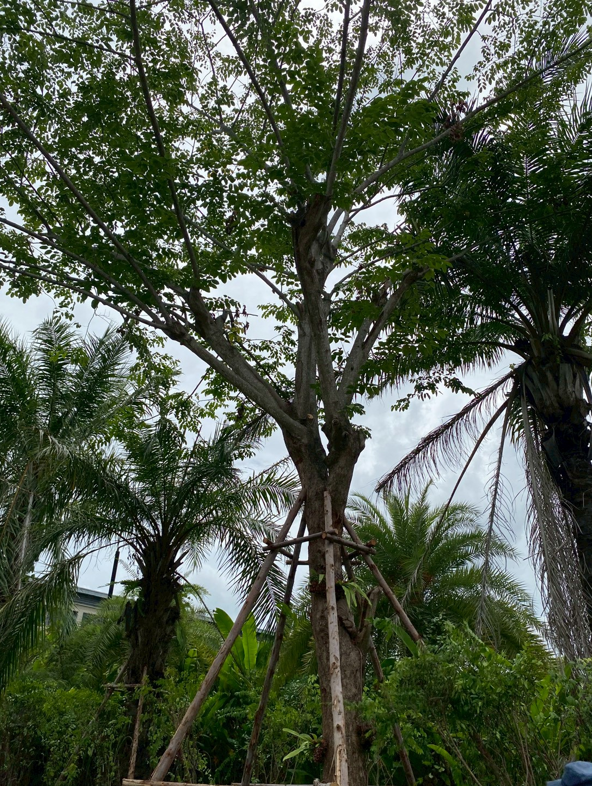 ต้นประดู่