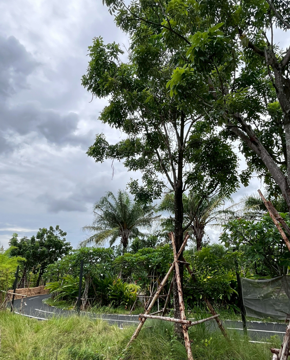 ต้นแคนา   