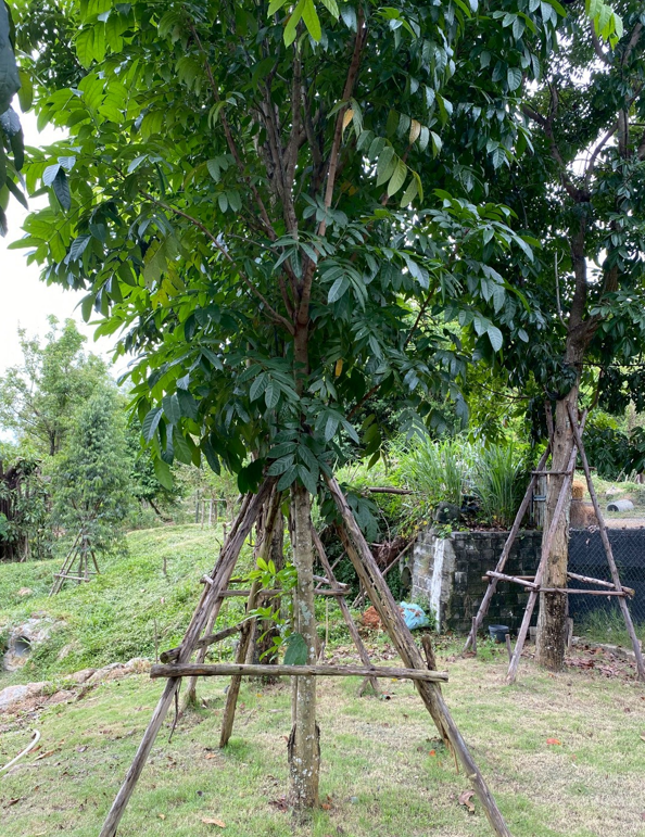 ต้นมะฮอนกานี   