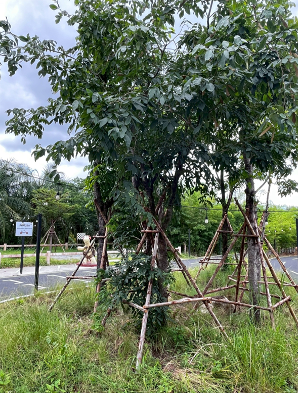 ต้นแคแสด   