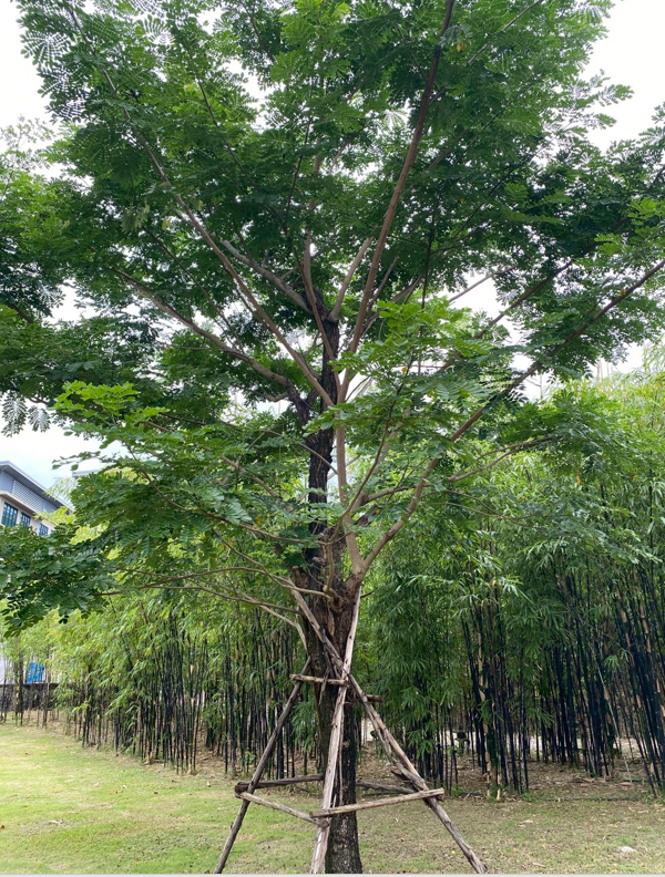 ต้นกระถินพิมาน   