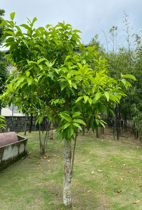 ต้นจำปี   